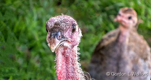 Inquisitive Turkey And Guineafowl Chick_DSCF4400.jpg - Photographed near Gillies Corners, Ontario, Canada.